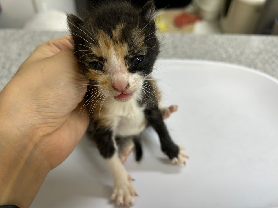 [고양이] 한국 고양이 광주-북구-2025-00234 유기동물 배경 이미지 입니다.